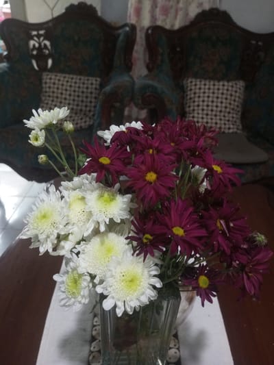 A vase of white and burgundy chrysanthemums sits on a brown wooden table. A white linen cloth is under the vase. Behind the flowers are two ornate chairs with patterned upholstery and cushions. The location is likely Ein Chay Hnit Se, Myanmar.