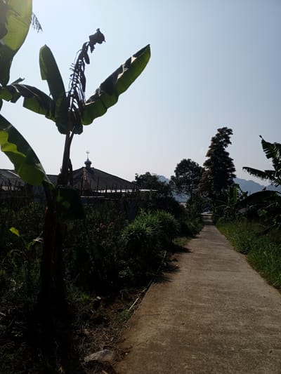 A daytime outdoor shot captures a concrete pathway extending into the distance, bordered by lush greenery on either side. To the left, a banana tree stands prominently, its leaves casting a shadow over the foreground. In the background, the roof of a building with a crescent-shaped feature atop it is partially visible through the foliage. Further down the path, other trees and possibly a building are seen. The sky above is clear. Litter is present near the base of the left banana tree. The location is most likely Ban Katan, Laos.