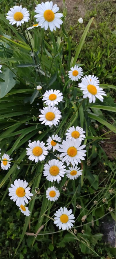 This media file features a close-up, top-down view of a cluster of daisies with bright yellow centers and white petals. The flowers are set against a backdrop of lush green foliage, with some blades of grass and other green leaves visible. The daisies are in various stages of bloom, with some fully open and others still buds. The image appears to be taken outdoors, likely in a garden or a natural setting, given the presence of grass and leaves. The lighting suggests it might be daytime, possibly late afternoon or early evening, with soft, natural light illuminating the flowers. There are no people or text visible in the image. The overall impression is one of natural beauty and simplicity. The location context provided is Rosinka, Russia, which suggests this scene is from a natural or cultivated area within that region.