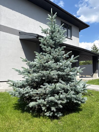 The image captures a modern residential outdoor scene in Bucha, Ukraine, featuring a contemporary house, a large evergreen tree, and a well-maintained lawn under bright sunlight.
The main subject is a large, dense evergreen tree, likely a blue spruce, with distinctive bluish-green needles, positioned prominently in the foreground and midground. Its branches extend towards the house, partially obscuring the lower sections of the building. The tree casts significant shadows on the vibrant green grass to its right and on the light-colored wall of the house.
The house, visible on the left and in the background, exhibits a modern architectural style. It has light-colored, possibly white or very light grey, exterior walls with clean lines. Dark grey or black elements contrast with the walls, including roof tiles, window frames, and soffit/fascia. A dark grey downspout is visible on the side of the house. One window with dark frames is partially visible on the upper part of the wall.
The surrounding area includes a meticulously kept green lawn that extends from the foreground to the background. Sunlight is strong, indicating a clear day, possibly midday or early afternoon, creating sharp shadows. The sky above is blue with scattered white clouds. No people or visible text are present in the image. The scene conveys a sense of tranquility and neatness in a well-landscaped environment.