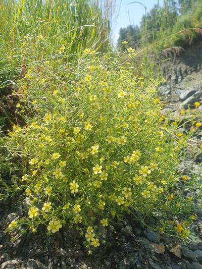 A close-up, eye-level, outdoor, daylight, medium shot captures a dense bush of small yellow flowers with green foliage. The bush is situated on a rocky, gray, uneven surface, likely a hillside or embankment. In the background, tall green grass and blurred trees are visible under a bright, clear sky. The image does not depict any people or specific landmarks of Smorodinka, Russia.