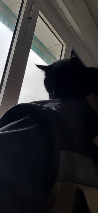 The image displays an interior scene in Qorovulbozor, Uzbekistan. A black cat is the central subject, viewed from behind, its head and pointed ears silhouetted against a bright window as it looks outward. The window features white polyvinyl chloride (PVC) frames, with a silver hinge visible on the left vertical frame. Beyond the window, a light grey, overcast sky is visible, and a subtle teal-colored outline is present through the upper right pane, possibly indicating a distant structure or reflection. No human figures are explicitly visible. Below and to the left of the cat, a dark, folded fabric, consistent with clothing, is present. To the right, a dark, angular object, possibly wooden, is partially visible.