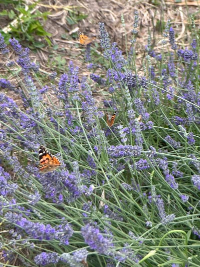 A close-up shot captures a patch of blooming lavender plants, their vibrant purple flowers interspersed with slender green stems. Several butterflies with orange and black markings are perched on or flitting amongst the blossoms, their wings spread wide. One butterfly in the lower right is particularly detailed, showing black spots and white markings on its wings. Another butterfly is visible in the middle left of the frame, appearing lighter in color. The ground beneath the lavender is a blur of dried straw and soil, suggesting an outdoor setting. The lighting appears natural, hinting at a daytime scene, likely on a sunny day given the clarity of the butterflies' colors. There is no visible text in the image. The overall impression is one of a peaceful, natural environment where butterflies are attracted to the fragrant lavender.