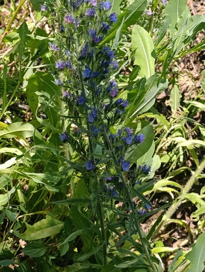 The image displays a close-up view of a flowering plant with small, vivid blue blossoms. The plant has a tall, spiky stem covered in fine hairs, with numerous leaves emerging along its length. The leaves are elongated and serrated, with a prominent central vein. The flowers are clustered densely along the upper part of the stem, with some buds still visible. The background consists of out-of-focus green foliage and brown soil, suggesting an outdoor natural setting. Sunlight illuminates the scene, casting shadows and highlighting the texture of the plants. The overall impression is one of a vibrant, sun-drenched day in a natural environment, likely a field or garden in Ocnița, Moldova. There are no people, text, or specific events depicted.