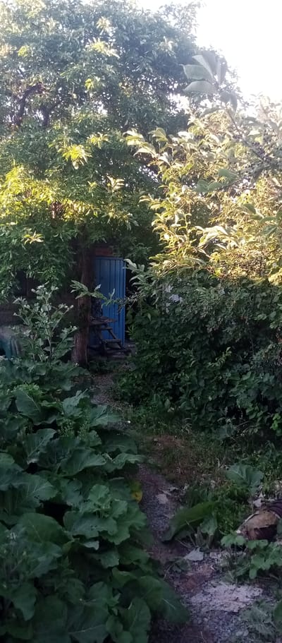 The image depicts a secluded backyard scene in what appears to be a rural setting, possibly a dacha or village house, in Marinovka, Kazakhstan. Lush green foliage dominates the frame, with dense trees and bushes forming a natural enclosure. Sunlight filters through the leaves, suggesting it is either morning or late afternoon, casting dappled light and highlighting the verdant landscape.

In the center of the image, a bright blue door is partially visible, set against a backdrop of trees. A rustic wooden ladder or set of steps leads up to the door, hinting at a small structure or shed behind the greenery. The path leading to the door is unpaved, made of gravel and dirt, further reinforcing the natural and perhaps somewhat unkempt atmosphere of the location.

In the foreground, large, broad-leafed plants, possibly some type of edible greens or decorative foliage, create a dense undergrowth. The overall impression is one of a private, overgrown garden space. There are no people visible in the image, and no text is present. The scene evokes a sense of quietude and a connection to nature, characteristic of a peaceful, rural retreat. The warm lighting and abundance of greenery suggest a pleasant, possibly warm, day.