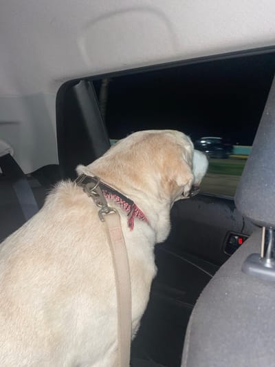 A light-colored dog, appearing to be a Labrador Retriever, is seated in the rear passenger compartment of a vehicle during nighttime. The dog is positioned facing right, with its head extended towards the partially open window, looking outwards. A dark collar with a red and black patterned design is visible around its neck, to which a light-colored leash is attached via a metal clasp. Droplets are present on the dog's muzzle and the immediate window frame, suggesting moisture or condensation.
The vehicle's interior features a white headliner at the top left, a dark rear door panel with a red switch control, and a dark front passenger seat headrest on the right. A seatbelt buckle is visible on the left.
Through the window, the external environment is dark, indicating night. Blurred lights and indistinct shapes of other vehicles are visible in the distance, suggesting traffic on a road. A light blue or green barrier runs parallel to the road. Faint outlines consistent with palm trees are discernible against the dark sky in the far background. Based on these visual cues, the scene is consistent with a vehicle traveling along the Malecón de Coatzacoalcos, Mexico, at night. The motion blur in the exterior view suggests the vehicle is in motion.