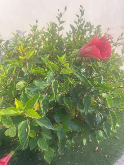 A vibrant red hibiscus flower is in full bloom against a backdrop of lush green leaves. The flower, with its delicate petals unfurling, stands out prominently on the left side of the frame. The surrounding foliage is dense, with leaves in various shades of green, some appearing glossy and others slightly duller. The scene is set outdoors, with a hint of a grassy area visible in the background on the right, suggesting a garden or park setting. The lighting suggests it could be daytime, with the sun casting shadows and highlighting the textures of the leaves and flower. The overall impression is one of natural beauty and tranquility. There is no visible text in the image.