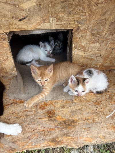 The image shows a group of kittens inside a wooden structure. In the foreground, an orange tabby kitten is lying on a burlap sack, with its front paw extended. To its right, a calico kitten with white, brown, and black markings is also lying down. Behind them, within the opening of the structure, a white kitten with some orange markings is visible, and further back, a tabby kitten is partially obscured by shadow. The wooden structure appears to be a makeshift shelter made of oriented strand board (OSB). The environment outside the shelter is not clearly visible, but hints of grass and soil are present at the bottom of the image. The location is specified as Chaika, Ukraine.