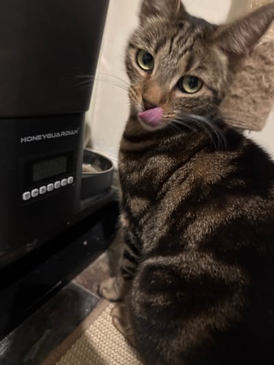 A brown, black, and tan striped tabby cat is prominently featured in this close-up, slightly tilted indoor photograph. The cat's head is in the upper left of the frame, with its bright green eyes looking directly towards the viewer. Its pink tongue is slightly extended, giving the impression that it is licking its lips or about to lick something. White whiskers fan out from its muzzle.
In the lower half of the image, a black electronic device is visible, partially obscured by the cat's body and fur. The text "HONEYGUARDIAN" is clearly legible on the side of this device. It also features a small, unreadable digital screen and a row of six circular buttons. The device appears to be resting on a surface. To the right of the cat, a textured beige material, possibly part of a cat tree or carpet, is visible, extending into the background.
The lighting appears to be indoors, with artificial light, suggesting it could be evening or simply a dimly lit room. The overall impression is one of curiosity or anticipation from the cat. The image was captured in Desborough, United Kingdom.