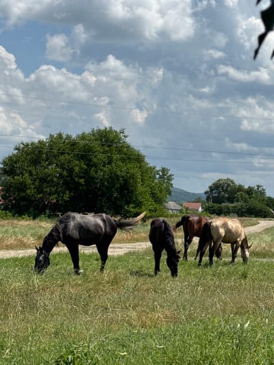 This media file depicts a herd of horses in a grassy field. The subjects are four horses: two lighter-colored horses in the background and two darker-colored horses in the foreground. The horses are in a pasture with tall, green grass. In the background, there are trees, a body of water, and a house with a red roof. The sky is partly cloudy with a few dark clouds, suggesting the time of day is late morning or early afternoon. The weather appears to be warm and sunny. The scene is peaceful, with the horses grazing and interacting with each other. There is no visible text in the media file. The location context is Zassovskaya, Russia.