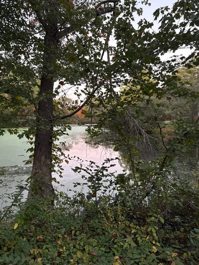 The image depicts a tranquil natural scene in a wooded area within Princeton, United States. The foreground is dominated by dense green and yellow-green foliage and undergrowth. A large, dark-barked tree trunk stands prominently on the left side, with its leafy branches extending into the upper left quadrant. The midground features a body of water, likely a pond or small lake, with a significant portion of its surface covered by a uniform layer of light green algae or duckweed. A notable reflection of soft pink and purple hues is visible on the water's surface, suggesting atmospheric lighting, possibly at dawn or dusk. The background consists of a dense treeline on the far side of the water, displaying early autumnal colors with hints of orange and red foliage. The sky, visible through the tree canopy, is overcast, providing diffused illumination to the scene. No individuals, animals, or man-made objects are present.