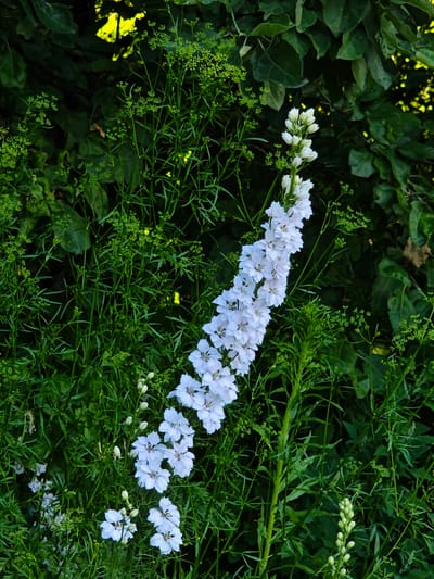 In Parkhomivka, Ukraine, this image captures a close-up view of a tall, white delphinium flower spike with numerous individual blooms. The delphinium is positioned in the center-right of the frame, ascending vertically. The flower spike is surrounded by dense, dark green foliage and smaller, delicate green plants with tiny buds. Some sunlight filters through the leaves in the background, creating patches of bright yellow light. The overall scene is one of lush, natural growth. There are no people or animals visible in the image.
