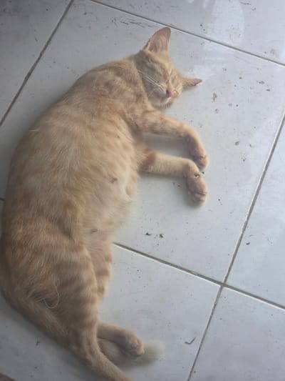 The scene depicts an orange tabby cat lying on its back on a white tiled floor. The cat is positioned diagonally across the frame with its head near the top left and its hind legs near the bottom right. The cat's eyes are closed, and its front paws are raised above its head. The background is a white tiled floor with dark marks and grout lines. The location is likely Pintomakmur, Indonesia.