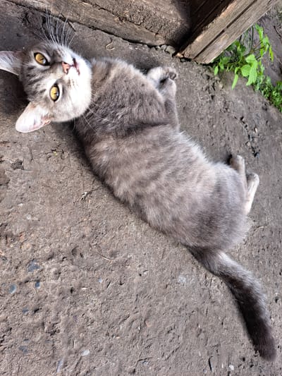 A gray tabby cat lies on its back on a textured concrete surface, with its head tilted back and eyes open and directed upwards. The cat's fur exhibits distinct tabby markings, with darker gray stripes over a lighter gray base. Its paws are visible, one tucked in and the other extended. To the left of the cat, there is a rough wooden plank, and to the right, a small patch of green vegetation grows out from a gap between the wooden structure and the concrete. The lighting suggests an outdoor setting, possibly in a yard or alleyway. The scene is devoid of any human presence or activity.