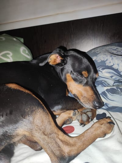 A black and tan Dachshund is sleeping on a bed. The dog is lying on its side, with its head resting on a blue and white patterned pillow. There is also a green pillow with white heart shapes visible in the background. The dog's paws are crossed in front of its body. The scene appears to be indoors, likely in a bedroom. The provided location of Алабино, Russia, is noted.