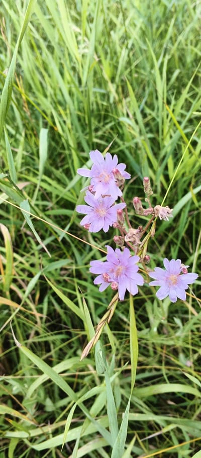 This is a close-up, eye-level, vertical shot of pale purple flowers with delicate, ray-like petals, set against a background of tall, blurred green grass. The flowers appear to be part of a single plant with a thin stem and several buds. The lighting suggests it is daytime, possibly late afternoon due to the softness of the light. The scene is natural and appears to be outdoors, likely in a grassy field or meadow. No people or man-made structures are visible.