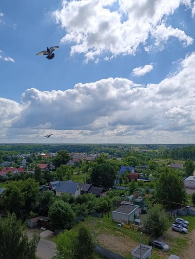 A wide-angle, slightly elevated shot captures a rural or suburban landscape under a partly cloudy sky. The foreground shows a few buildings and a road, with abundant green trees and vegetation dominating the mid-ground, interspersed with red-roofed houses characteristic of a Russian village. In the distance, a dense forest stretches across the horizon. Two birds are visible in flight, one higher in the sky and closer to the viewer, with its wings spread wide, and another smaller bird further away. The overall impression is of a peaceful, natural setting with scattered human habitation.