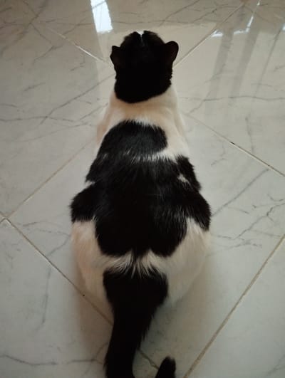 A black and white cat is lying on a tiled floor. The cat is viewed from above, and its back is facing the camera. The floor is made of light-colored tiles with a marble-like pattern. The cat has a predominantly white body with large black patches on its back and tail. Its head is black. The scene appears to be indoors. No specific location in Hurghada, Egypt, can be determined from the image.