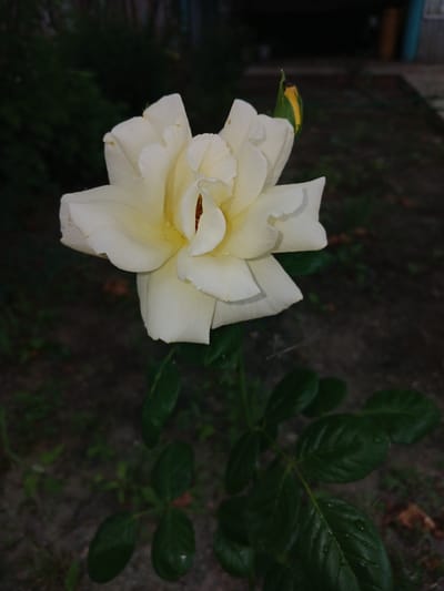 In Novaya Kosa, Russia, a single, creamy white rose blooms against a blurred background of dark green foliage and patchy ground cover. The rose, with its delicate, layered petals, is the clear focal point of the image. A small, yellow-tinged bud is visible to the upper right of the main bloom. The surrounding environment appears to be a garden or natural setting, with hints of dark soil, scattered leaves, and possibly a hint of a fence or structure in the distant background, all rendered out of focus. The lighting suggests it might be dusk or a heavily shaded area, casting a soft, muted glow on the flower.