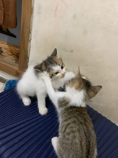 Two young domestic shorthair kittens, one predominantly white with brown and grey markings and the other with grey and white tabby markings, are captured in a playful interaction on a textured dark blue surface. The kitten on the left, facing right, has its head tilted and one paw raised as if to gently touch or bat at the other kitten. The kitten on the right, facing away from the viewer and towards the left, is in a similar pose with its head turned and a paw extended. Their expressions are alert and engaged. The background consists of a light-colored, textured wall with some subtle imperfections and a wooden element on the left side. A blue plastic bag is partially visible behind the kittens. The lighting appears to be natural and diffused, creating soft shadows. The scene is set indoors, likely in a domestic environment. There is no indication of the specific location within Tanjungsepreh, Indonesia, beyond it being an indoor residential setting.
