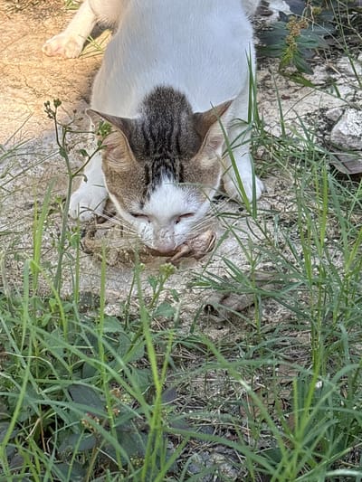 A white and brown cat is seen lying down in an outdoor area with dry ground and green grass. The cat is partially obscured by the grass, with its head down near the ground, appearing to be sniffing or eating something. The background shows more dry ground and some scattered leaves and rocks.