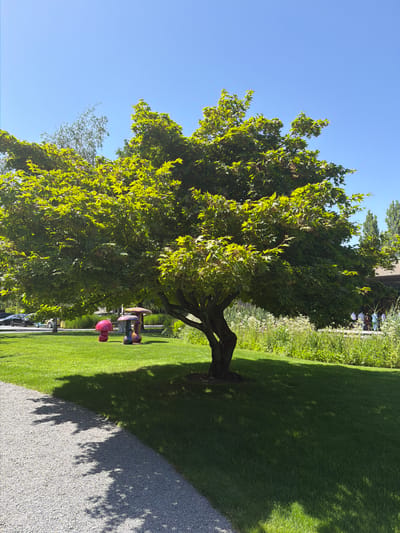 The image captures a sunny day at the Seedamm Plaza in Rapperswil-Jona, Switzerland. In the foreground, a well-maintained green lawn is partially covered by the dappled shade of a large, leafy tree. To the left, a gravel path curves into the frame, with shadows of the tree's branches cast upon it. Three colorful, mushroom-shaped sculptures are placed on the lawn, with a bright pink one on the left and two multi-colored ones to its right.
In the mid-ground, beyond the sculptures, a cluster of people are visible in front of a building with a light-colored facade. They appear to be standing on a paved area. Further back, a body of water is bordered by dense reeds and tall grasses. To the far left, a dark-colored car is parked on the side of a road. The sky is a clear, vibrant blue. The overall scene suggests a public park or a plaza area, likely a place for recreation or events.