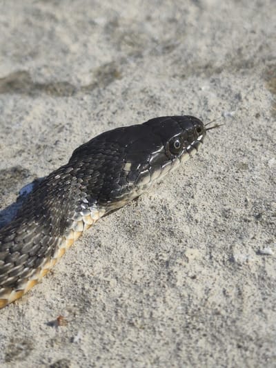 A close-up, eye-level shot shows the head and neck of a black snake on a light-colored, sandy or granular surface. The snake's scales are visible, with some appearing to have a slight iridescent sheen. The snake's eye is open and appears dark with a visible pupil. A forked tongue is flicking out of its mouth. The background is out of focus, showing more of the textured surface. The image does not provide any information about the city of Saiyn, Kazakhstan.
