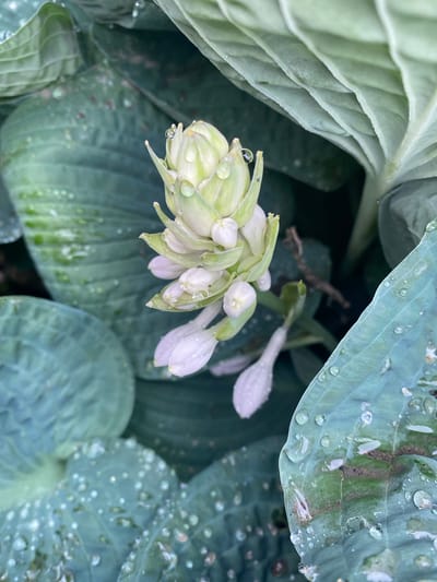 The image shows a close-up view of a cluster of hosta flowers, with several large, green hosta leaves in the foreground and background. The leaves are covered in water droplets, suggesting that it has recently rained or that dew is present. The flowers themselves are a pale, creamy white with hints of green. They are still in bud or early bloom, with some of the individual flower buds visible, along with a few that have begun to open. The setting appears to be a garden, likely outdoors, given the presence of plants and natural light. The lighting suggests it could be daytime, possibly overcast or in the morning or late afternoon due to the soft light and muted colors. There is no visible text in the image. The overall impression is one of nature after rain, with a focus on the delicate details of the hosta plant. The location is Pointe-Claire, Canada.