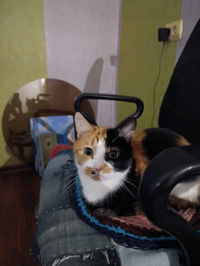 A calico cat with distinctive patches of orange, black, and white fur sits on a woven mat atop a denim-covered surface, likely a lap or a chair. The cat is positioned in the foreground, with its head turned towards the viewer. Behind the cat, the scene is somewhat blurred, showing a wall painted in two colors, a light green and a lighter, possibly white or grey, hue. An electrical outlet with a plug attached is visible on the green portion of the wall. To the left, a large, circular, reflective object is present, casting a shadow. A small, colorful painting or artwork is situated behind the cat and to the left. The overall impression is of an indoor setting, possibly a home. The prompt does not provide any information that would allow for the localization of this scene in Alexandrov, Russia.