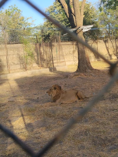 The image displays an outdoor enclosure, likely a zoo exhibit, in Garun Gawa, Nigeria. A male lion with a tawny coat and brown mane is observed resting on dry, sparse, yellowish-brown ground, positioned centrally but slightly towards the left. The lion is lying on its belly, facing left with its head slightly raised, looking towards the left side of the frame. To the right, a large tree with dark bark and exposed roots stands; a silver, metallic, angular structure is attached to its trunk approximately 2 meters high. The background reveals a low concrete wall topped with a chain-link fence, behind which numerous green trees and foliage are visible under a clear blue sky. The foreground features an out-of-focus diagonal wire mesh fence, indicating the viewer is looking into the enclosure. The ground inside the enclosure consists primarily of dry dirt with scattered patches of dry grass. Natural daylight is present, casting shadows on the ground. No human subjects are visible.