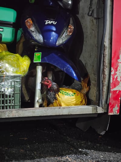 In the city of Hoa Xuan, Vietnam, a live rooster, appearing to be a fighting rooster due to its comb and wattles, is situated within the open rear of a vehicle, possibly a truck or van. The rooster is partially wrapped in a yellow woven bag, with its head and neck exposed. It is positioned behind a silver motorcycle that is mostly obscured by the rooster and other items. To the left of the rooster and motorcycle, a green plastic crate filled with items wrapped in plastic is visible, and further to the left, a portion of a bright green suitcase is present. The interior of the vehicle appears to be utilitarian, with a gray metal floor and worn walls. The scene is dimly lit, suggesting it might be evening or nighttime, and the ground outside the vehicle is covered in dark gravel.