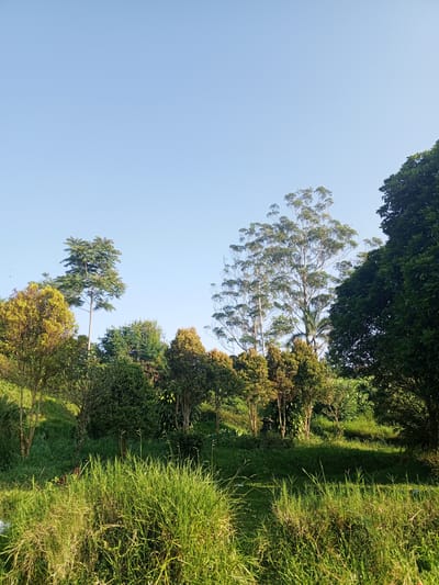 The image depicts a lush, green landscape under a clear blue sky. The foreground is dominated by tall, vibrant green grass, some of which appears dry and golden in patches. Beyond the grass, a gently sloping hill is covered with various types of trees and shrubs. Several trees stand out with their distinctive shapes and foliage colors, ranging from deep green to yellowish-green. Tall, slender trees with feathery leaves are interspersed with more rounded, bushy trees. In the background, a very tall, thin tree with a sparse canopy reaches towards the sky. To the far right, a large, dark green tree with a dense canopy partially obscures the view. The overall impression is one of a serene, natural environment, possibly a park or a rural area. No people are visible in the scene. The location is identified as Kudawa, Sri Lanka.