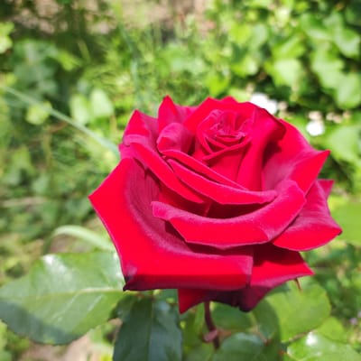 A close-up, outdoor photograph features a single, vibrant red rose in sharp focus against a softly blurred background of green foliage. The rose, positioned slightly off-center to the right, displays its velvety petals unfurling in a classic bloom. The background, rendered in bokeh, suggests a garden setting with various shades of green leaves and hints of sunlight filtering through. The image captures the delicate texture and rich color of the rose petals, with subtle variations in light and shadow enhancing its three-dimensional form. No people or specific structures are visible, indicating the focus is solely on the natural beauty of the flower. The general environment appears to be a garden or park in Navoloki, Russia.