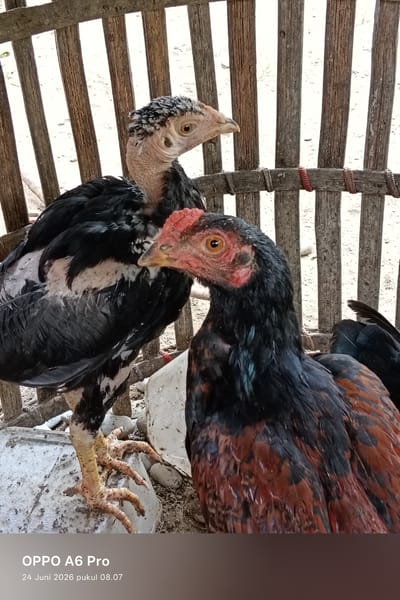 Two young chickens are standing in a coop made of wooden slats in Rheum Barat, Indonesia. The chicken in the foreground is mostly black with some reddish-brown feathers on its body and a red comb and wattles. The chicken behind it is black with white and gray speckled feathers on its neck and head. Both chickens have yellow eyes and light-colored legs and feet. The background consists of more wooden slats and a sandy ground. The lighting suggests it is daytime, possibly late morning or afternoon, with soft, diffused light. The overall impression is of a simple, rural setting where the chickens are kept. The image also contains text in the lower part of the frame: "OPPO A6 Pro" and "24 Juni 2026 pukul 08.07", indicating the device used to capture the photo and the date and time.