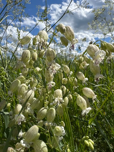 The image depicts a close-up view of a cluster of white, bell-shaped flowers with delicate purple stamens, possibly Bladder Campion (Silene vulgaris). These flowers are growing amidst lush green grass and other wild vegetation under a blue sky with scattered white and gray clouds. The perspective is low, looking up towards the sky, which is partially visible through the thin stalks and feathery white flowers of other plants. The overall scene suggests a natural, outdoor environment, likely a meadow or field. The location is specified as the city of Mars, Russia. There are no people or animals visible in the image.