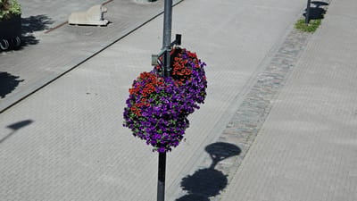 The image shows an outdoor scene on a paved walkway. The primary subject is a lamppost with a large, overflowing hanging basket of flowers. The flowers are a mix of vibrant purple and bright red, creating a striking visual contrast against the gray pavement. The lamppost casts a distinct shadow on the ground, indicating it is a sunny day.
In the background, to the left of the lamppost, a dark planter box with some greenery is visible, along with a grey, stylized sculpture of a lion. The walkway is made of interlocking grey pavers, with a narrow strip of darker cobblestones bordering a section of the walkway further to the right. The overall setting appears to be a public space, possibly a plaza or pedestrian street in a city. There is no visible text in the image. The lighting suggests it is daytime, likely late morning or afternoon given the length and angle of the shadows. The weather appears clear and sunny. No people are present in the image.