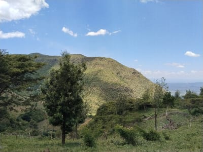 The image displays a panoramic view of a hilly landscape located in Subukia ward, Kenya. The scene is set under a clear blue sky with scattered white cumulus clouds. In the foreground, green grass and mixed shrubs, some exhibiting yellow flowers, cover undulating terrain. A rustic wooden fence, consisting of posts and horizontal rails, is present in the lower-left quadrant. A tall, slender, dark green evergreen tree with a conical shape stands prominently in the mid-left foreground, flanked by a denser canopy of broadleaf trees to its left. The background features a large hill covered in sparse, light green, scrub-like vegetation, sloping from left to right. Additional, more distant hills recede towards a hazy horizon on the far right. Faint white structures are discernible in a distant valley to the left of the main hill. No human or animal subjects are visible.