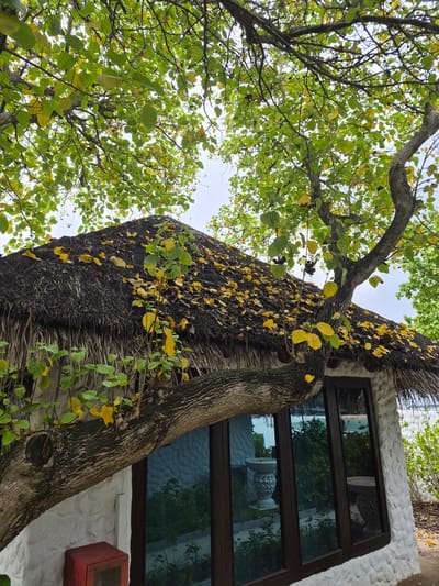 From a low angle, the image captures a unique architectural feature in Huraa, Maldives, where a building appears to have been built around a mature tree. The tree's trunk is integrated into the structure, with a thatched roof section seamlessly merging into the tree's form. Numerous leaves, transitioning to yellow hues, are scattered across the tree and the thatched roof. To the right, the building exhibits a whitewashed, textured wall punctuated by large, dark-framed windows, reflecting the surrounding foliage. A red box-like object is attached to the wall. To the left, branches with green and yellow leaves extend into the frame, with the sky visible through the foliage.