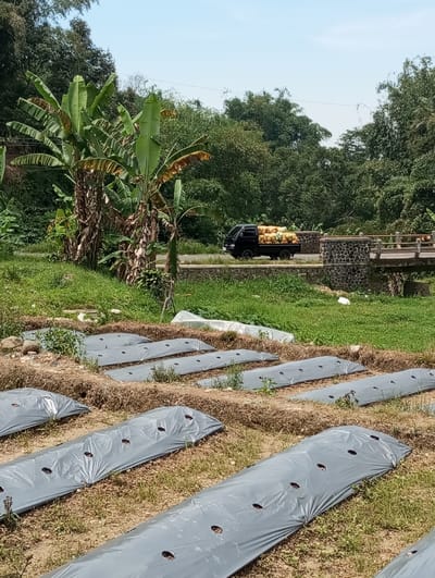 The scene, set in Cibeureum, Indonesia, depicts an agricultural landscape under a clear sky. In the foreground, multiple parallel raised garden beds are visible, covered with grey plastic mulch featuring evenly spaced circular holes. The ground between these beds consists of dry earth and sparse green vegetation. In the mid-ground, a dark-colored pickup truck, loaded with numerous light-colored, spherical items, likely produce such as coconuts or melons, is traveling left to right on an unpaved road. To the right of the truck, a stone-faced bridge with wooden railings crosses a grassy depression. To the left of the road, several large banana trees stand tall, their leaves exhibiting varying shades of green and brown. The background is dominated by dense, lush green tropical foliage, suggesting a forest or heavily vegetated area. No individuals are visible.