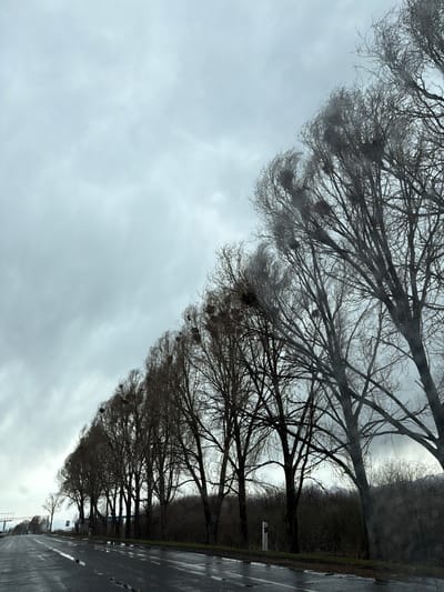 The image captures a serene, somewhat desolate landscape in Varser, Armenia, dominated by a long row of tall, bare deciduous trees lining what appears to be a wet asphalt road. The image is oriented diagonally, with the sky occupying the upper left half and the tree line and road extending diagonally across the lower right.
The primary subjects are numerous mature trees, likely poplars or similar species, stripped of their leaves, indicating winter or early spring. Their intricate, dark branches spread against an overcast, light grey sky. Many of these trees host large, dark bird nests, possibly rookeries, clustered visibly in their upper canopies. The wet, dark road surface reflects the subdued light, suggesting recent rain or damp conditions. White road markings are visible along its edge. Beyond the immediate row of trees, a denser, darker band of vegetation or woodland can be seen, partially obscuring the horizon.
No human activity or people are visible in the scene. The overall impression is one of quietude and the stark beauty of nature in colder months. The time of day appears to be daytime, under a uniformly cloudy sky that casts a soft, diffused light. No readable text is discernible on any visible signs or objects. The bare trees, grey sky, and wet road contribute to a muted, somewhat melancholic ambiance.