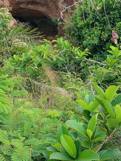 The image depicts a dense, overgrown natural environment with a cave entrance visible in the upper left quadrant. The cave appears to be a natural formation within a rocky, reddish-brown cliff face. Lush green foliage, including palm-like fronds and broad leaves, dominates the foreground and midground, obscuring much of the cave's interior. Thin, tangled vines and branches weave through the vegetation. The overall impression is one of a wild, untamed landscape. The specific location in Katon Rikkos, Nigeria, is not discernable from the visual information provided in the image. There are no people or discernible actions taking place.