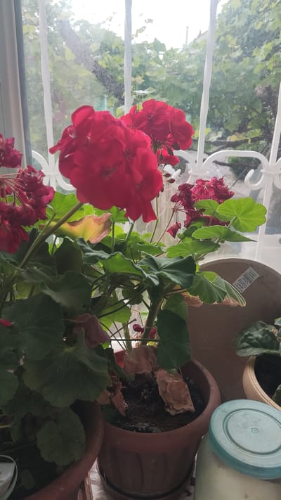 The image depicts a close-up view of potted red geraniums on a windowsill. Through the window, a blurred green outdoor scene is visible, suggesting a garden or natural setting. The window is framed by white bars, and raindrops are apparent on the glass, indicating it is raining or has recently rained. Inside, several terracotta pots hold the plants. One pot is in the foreground, with lush green leaves and vibrant red flowers. Another pot, partially visible to the right, contains a different plant, possibly a violet, with darker green leaves. A glass jar with a blue lid sits on the windowsill to the right of the pots. The overall scene conveys a sense of indoor domesticity juxtaposed with the outdoor weather. The location is identified as Alushta, Ukraine.