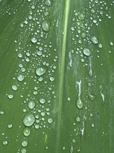 The image is a close-up, top-down view of a large, green leaf covered in numerous water droplets. The leaf has a prominent central vein and appears to be slightly textured. The water droplets vary in size, from tiny beads to larger, more rounded drops. Some droplets are clustered together, while others are scattered across the leaf's surface. The lighting suggests a diffused, natural light source, creating reflections within the water. The background is entirely the green leaf and its water droplets. There are no people, structures, or any other environmental elements visible. The image is static and captures a moment in time, focusing solely on the organic detail of the leaf and the water. The provided location information "Mars, Russia" is not depicted in the image.