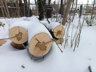 The scene displays an outdoor winter environment in Leipzig, Germany, blanketed in white snow. In the foreground and mid-ground, three freshly cut wooden logs are visible. Each log cross-section is light brown, showcasing distinct annual rings and a central pith, with radial cracks extending from the center. A uniform layer of white snow, approximately 5-10 centimeters deep, covers the ground and the upper surfaces of the logs. Multiple slender, leafless branches and young saplings protrude vertically from the snow on the right side of the frame. The background reveals a dense arrangement of bare deciduous trees and a dark metal fence. Beyond the fence, patches of dark green evergreen foliage are discernible. No human figures or active interactions are present.