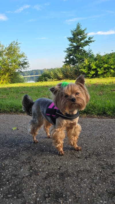 A Yorkshire Terrier, wearing a pink and black harness, stands on a paved path in Braamt, Netherlands. The dog has green hair tied on top of its head. The dog is facing the camera, with its head slightly tilted. Behind the dog, a body of water is visible, surrounded by lush green grass and trees. The sky above is blue with scattered white clouds.