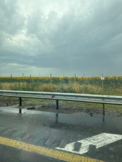 An overcast sky looms over a rural scene in Tsukerova Balka, Russia. In the foreground, a wet asphalt road is visible with a yellow line marking the edge and a white line indicating a pedestrian crossing, both partially submerged in puddles. A metal guardrail runs horizontally across the frame, separating the road from a grassy embankment. Beyond the embankment, a large field of sunflowers stretches towards the horizon, bordered by a fence. The clouds suggest recent rainfall, contributing to the wet conditions. There are no people or animals visible in the image.