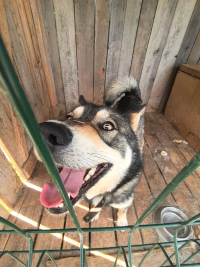 A medium shot from a low angle captures a wolf-like dog inside a wooden enclosure. The dog is looking upwards towards the camera, its mouth open and tongue lolling out, suggesting exertion or excitement. Its fur is a mix of black, white, and tan, with distinctive markings around its eyes and muzzle. The enclosure appears to be constructed from rough-hewn wooden planks, with a dirt or wood-chip floor. Green metal bars form a barrier in the foreground, partially obscuring the dog and the enclosure. A metal dog bowl is visible on the floor to the right. The lighting suggests an outdoor setting, possibly during the daytime. The image appears to be taken in the city of Фролы, Russia.
