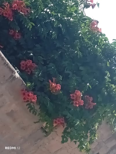 The image shows a wall covered in lush green foliage with clusters of trumpet-shaped pink flowers. The flowers are in various stages of bloom, with some buds and fully open blossoms. The foliage is dense and appears to be climbing the wall, creating a natural curtain of greenery. The wall itself is rough and textured, suggesting it is made of stone or stucco. The lighting indicates it is daytime, with bright light illuminating the leaves and flowers, casting shadows on the wall. The overall scene is one of natural beauty and abundance, with the vibrant flowers providing a striking contrast to the green leaves and the rustic wall. The watermarks "REDMI 12" are visible on the lower right side of the image. The image is set in Vedi, Armenia.