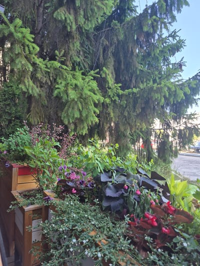 The image shows a planter box filled with various plants, including red begonias, purple flowers, and small white flowers. The planter box is made of wood and has a red accent. In the background, there is a large evergreen tree with dense foliage. Beyond the tree, a street with a parked black car is visible, suggesting an urban or suburban setting. The overall scene appears to be outdoors, likely in a garden or on a patio. The specific location of Dzerzhinsk, Russia, cannot be determined from the visual information alone.