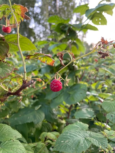 A close-up, eye-level shot focuses on a ripe red raspberry dangling from a thorny stem. The raspberry is plump and segmented, with a few withered leaves and dried flower remnants clinging to the branch. The background is a blur of green foliage and dappled sunlight, suggesting an outdoor setting. The image does not provide any specific details about the city of Верхнее Казачье, Russia, or any people, actions, or interactions.